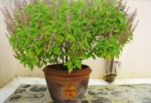 Tulsi Plant