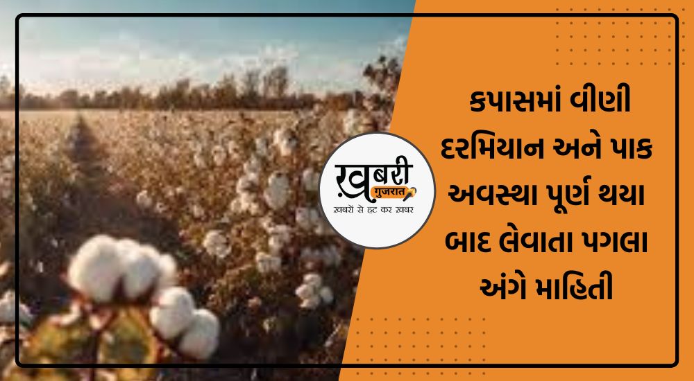 Agriculture News: રાજકોટ જિલ્લા ખેતીવાડી કચેરી દ્વારા આપવામાં આવેલી માહિતી મુજબ કપાસમાં ગુલાબી ઇયળના નિયંત્રણ માટે વીણી દરમિયાન અને પાક અવસ્થા પુરા થયા બાદ લેવાના પગલાં કપાસનો બિનજરૂરી લાંબા સમય સુધી સંગ્રહ ન કરતાં સત્વરે માલ બજારમાં પહોંચે