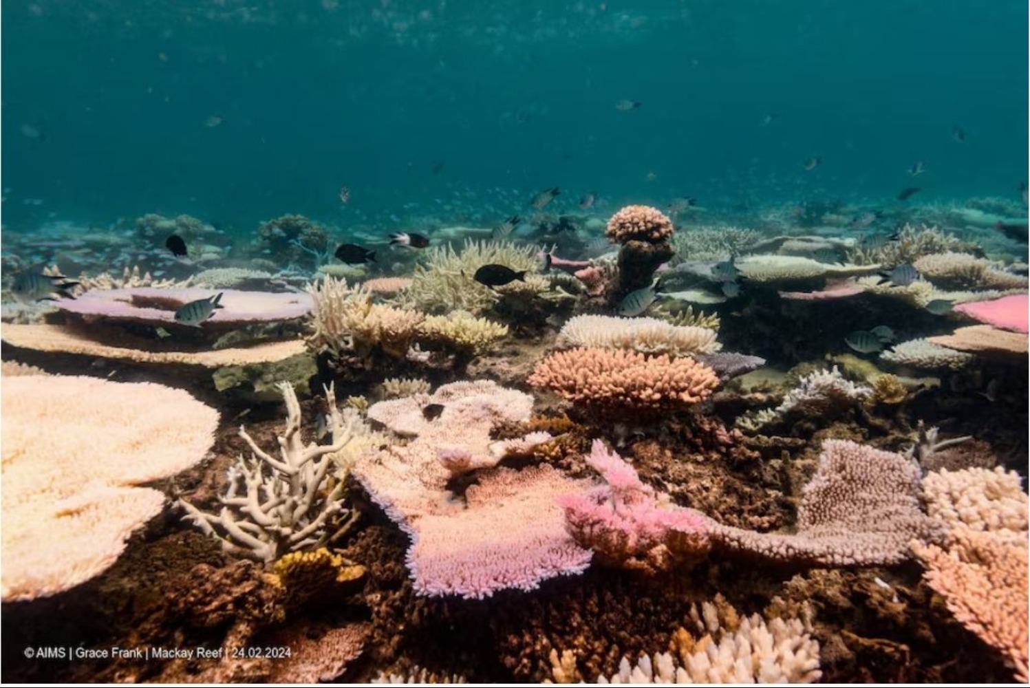 Why People Are Bleaching The Coral Reef?