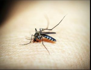 Malaria and Its Various Effect on Pregnancy