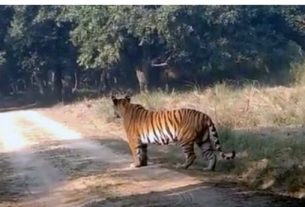 tiger in lakhimpur kheri