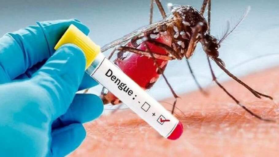 Punjab Dengue Mosquito