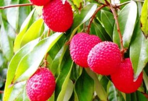 Punjab's first batch of litchi exported to England