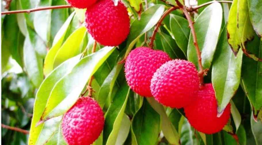 Punjab's first batch of litchi exported to England