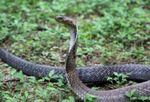 snake found in lakhimpur