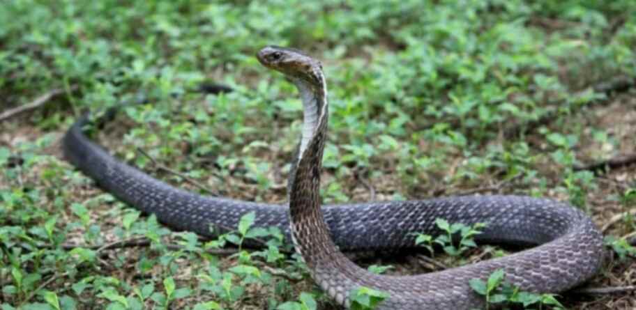 snake found in lakhimpur