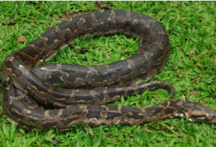 Python found in lakhimpur kheri up