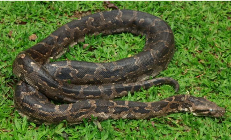 Python found in lakhimpur kheri up