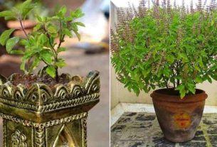 Tulsi Plant