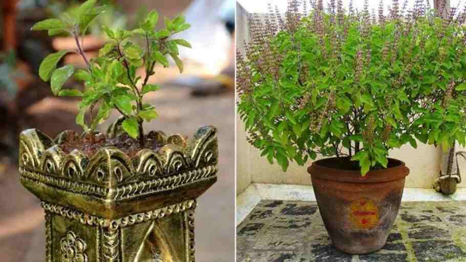 Tulsi Plant