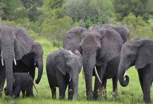 lakhimpur kheri world elephant day