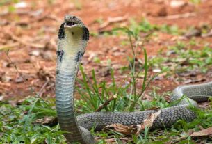 cobra found in lakhimpur kheri