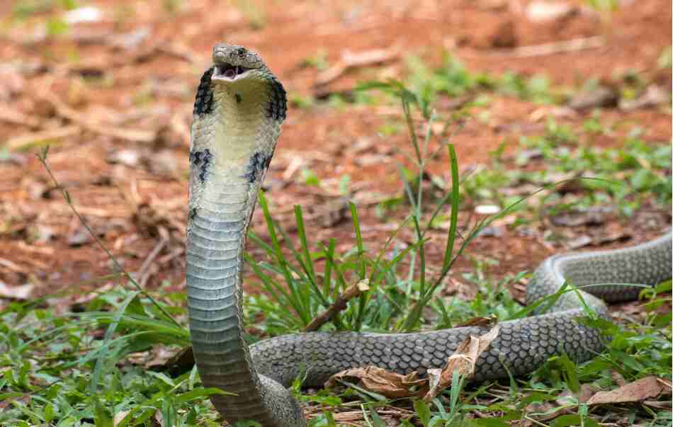 cobra found in lakhimpur kheri