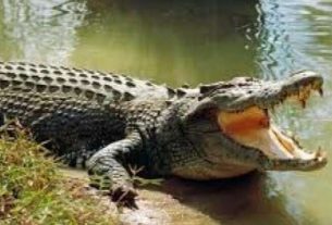 crocodile in lakhimpur kheri