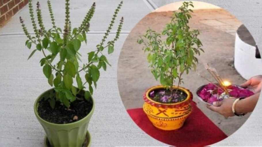 Tulsi Chalisa: क्या है तुलसी चालीसा..इसके पाठ के फ़ायदे क्या हैं?