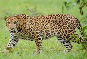 leopard caught in lakhimpur kheri