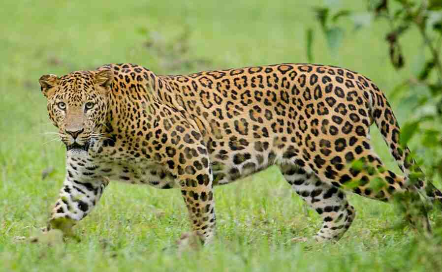 leopard caught in lakhimpur kheri