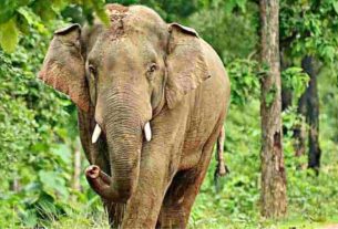 MP News: Why are wild elephants dying in Bandhavgarh Tiger Reserve? Special team engaged in investigation