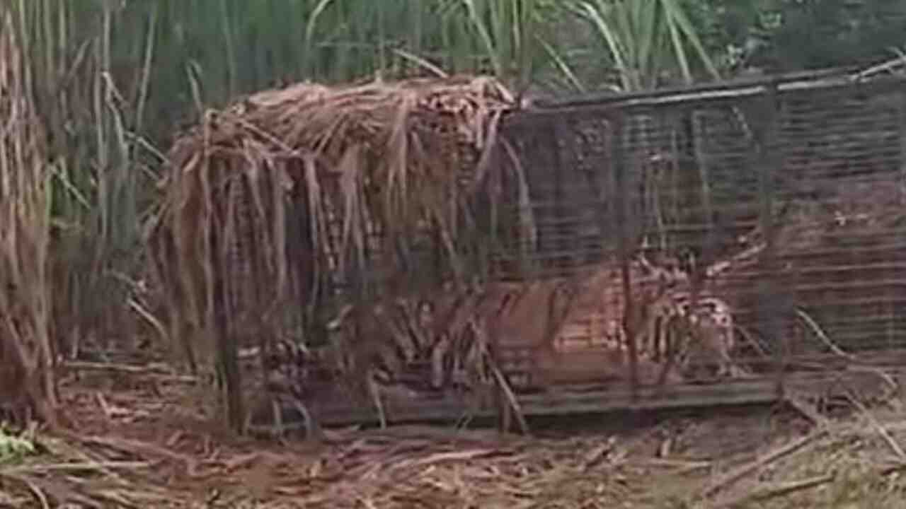 UP News: Man-eater of Lakhimpur Kheri imprisoned in cage!