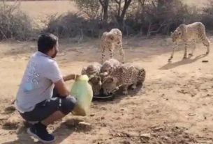 Leopard Viral Video
