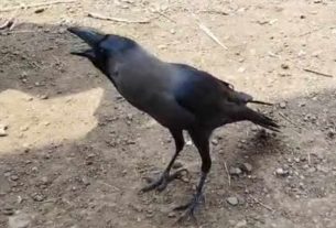 Talking crow in maharashtra Palghar