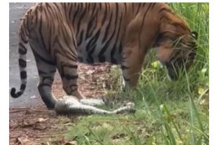 pilibhit tiger video