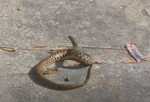 Snake Dancing Video