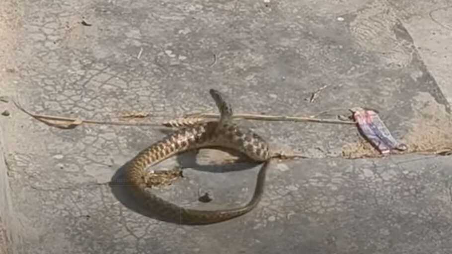 Snake Dancing Video