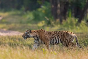 Lakhimpur Kheri in UP where after 3 tigers were seen together, know what happened