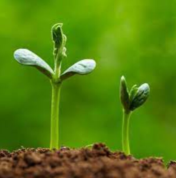 World Environment Day 2025 Message to save nature