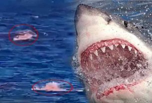 Shark Attack