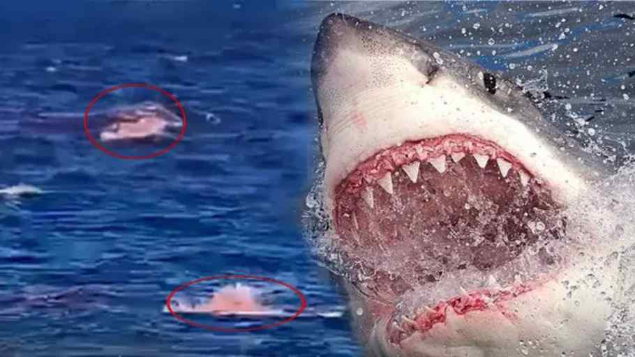 Shark Attack
