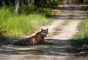 Lakhimpur Kheri: Tourists welcome at Dudhwa Tiger Reserve, know when will the doors open