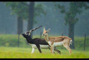 Chhattisgarh News