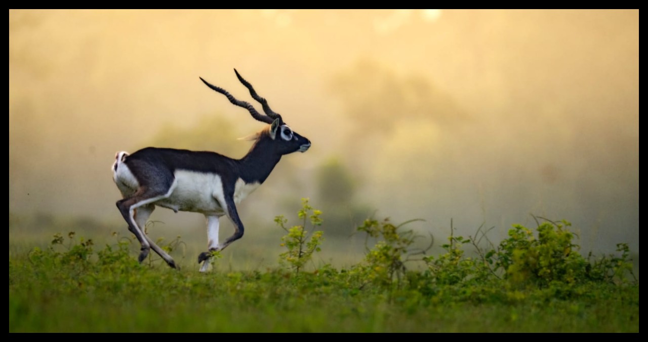 Chhattisgarh News