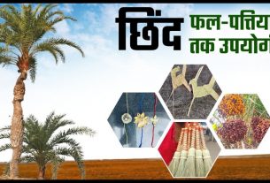 Chhattisgarh News